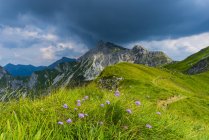 Alemania, Baviera, Allgaeu, Allgaeu Alpes, Armería flores alpinas - foto de stock