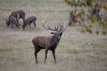 Germany, rutting red deer in a wildlife park — Stock Photo