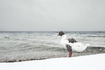 Ganso cinzento, Anser Anser, no Lago Starnberg no inverno — Fotografia de Stock