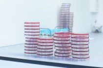 Petrischalen mit Wachstumsmedium im Labor — Stockfoto