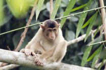 Malaien, Borneo, Sepilok Orang-Utan Rehabilitationszentrum, junge nördliche Schwanzmakaken auf Baumstamm — Stockfoto