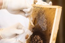 Technicien de laboratoire prélevant le miel des nids-d'abeilles en laboratoire — Photo de stock
