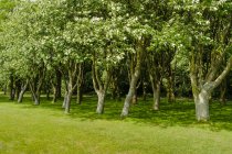 Дания, Ютландия, Сондерборг, деревья в парке — стоковое фото