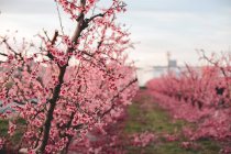 Spain Lleida peach blossom — Stock Photo