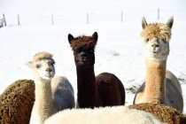 Ritratto di mandrie di alpaca all'aperto in inverno — Foto stock