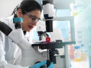 Pesquisa de células humanas, bióloga de células femininas examinando um frasco contendo células-tronco, cultivado em meio de crescimento vermelho sob um microscópio em laboratório — Fotografia de Stock