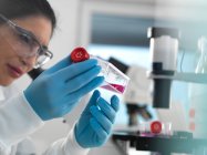 Pesquisa de células humanas, bióloga de células femininas examinando um frasco contendo células-tronco, cultivado em meio de crescimento vermelho no laboratório — Fotografia de Stock