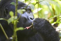 Afrika, Uganda, Bwindi Impenetrable Forest, Porträt eines Silberrücken-Gorillas — Stockfoto