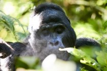 Afrika, Uganda, Bwindi Impenetrable Forest, Porträt eines Silberrücken-Gorillas — Stockfoto