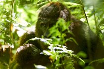 Afrika, Uganda, Bwindi Impenetrable Forest, Mumie und Gorillababy im Wald — Stockfoto