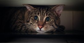 Portrait of tabby cat hiding under wardrobe — Stock Photo
