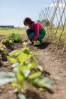 Mulher trabalhando em sua horta, Itália — Fotografia de Stock