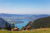 Vacas pastando en Schafberg contra el cielo azul - foto de stock