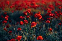 Полный кадр свежих цветов мака на поле на закате — стоковое фото