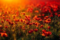 Полный кадр свежих цветов мака, цветущих на поле на закате — стоковое фото