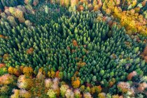 Allemagne, Bade-Wurtemberg, Vue aérienne de la forêt souabe-franconienne en automne — Photo de stock
