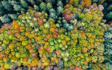 Allemagne, Bade-Wurtemberg, Vue aérienne de la forêt souabe-franconienne en automne — Photo de stock