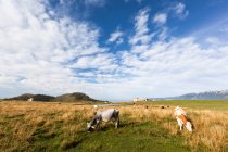 Italia, Verona, Lessinia, Rebaño de vacas pastando en el campo - foto de stock