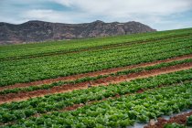 Lettuce field, Almeria, Spagna — Foto stock