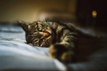 Portrait of tabby cat relaxing — Stock Photo