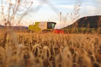 Agricultura biológica, campo de trigo, colheita, colheitadeira à noite — Fotografia de Stock