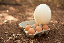 White and brown eggs in carton on land — Stock Photo