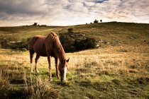 Italy, Verona, Lessinia, Horse grazing in field — Stock Photo