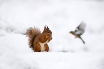 Велика Британія, Шотландія, Червона білка (Sciurus vulgaris) годується снігом. — стокове фото