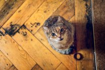 Portrait of tabby cat sitting on parquet — Stock Photo