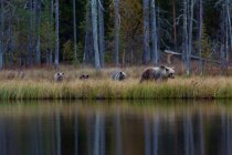 Финляндия, Кухмо, Бурый медведь (Ursus arctos) семья прогулки вдоль берега озера в осеннюю тайгу — стоковое фото