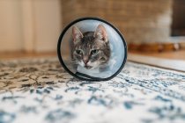Portrait of cat with Elizabethan collar on carpet — Stock Photo
