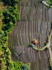 Індонезія, Балі, вигляд терасованих рисових полів. — стокове фото