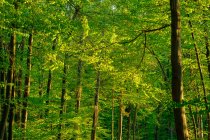 Германия, Бавария, Яркие зеленые буковые леса весной — стоковое фото