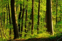 Germania, Baviera, Faggio verde vibrante in primavera — Foto stock