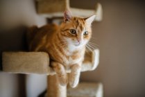 Portrait of tabby cat lying on scratching post watching something — Stock Photo