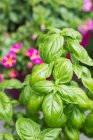 Close-up of growing basil (Ocimum basilicum) — Stock Photo