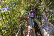 Portugal, Madère, Ribeiro Frio, Randonnée pédestre le long de Levada do Furado dans le parc naturel de Madère — Photo de stock