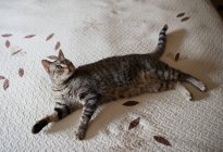 Portrait of tabby cat lying on bedspread looking up — Stock Photo