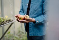 Gros plan de l'homme tenant des pommes biologiques dans une serre — Photo de stock