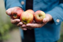 Gros plan de l'homme tenant des pommes biologiques — Photo de stock