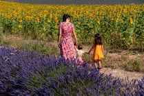 Mãe com filhas andando entre lavanda e campo de girassol durante o verão — Fotografia de Stock