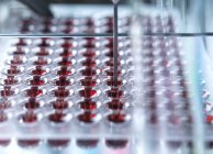 Muestras de sangre roja contenidas en placa de pozo múltiple listas para ser analizadas en laboratorio — Stock Photo