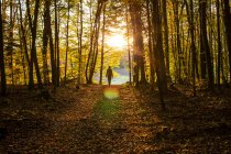 Exploratrice marchant dans la forêt au coucher du soleil — Photo de stock