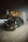 Close-up of tabby cat relaxing on sofa in living room — Stock Photo
