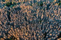 Arbres d'automne dans la forêt souabe, Bade-Wurtemberg, Allemagne — Photo de stock
