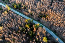 Route de campagne au milieu des arbres dans la forêt en automne, Bade-Wurtemberg, Allemagne — Photo de stock