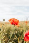 Красный цветок мака на сельскохозяйственном поле — стоковое фото
