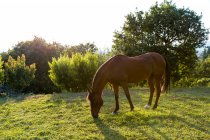 Horse grazing on sunny day — Stock Photo