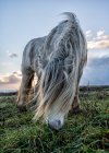 Wild horse grazing outdoors at dusk — Stock Photo