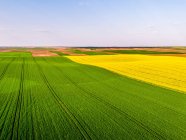 Vista aerea dei campi di grano e colza in estate — Foto stock